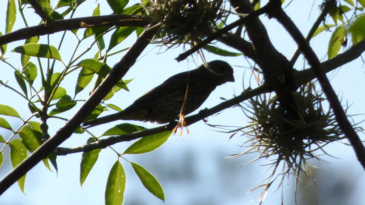 OBSERVACION DE AVES - AJO (6)